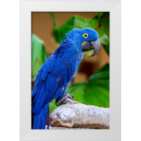 Hyacinth Macaw White Modern Wood Framed Art Print by Engelbrecht, Jim