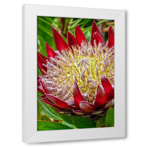 King Protea flower White Modern Wood Framed Art Print by Engelbrecht, Jim