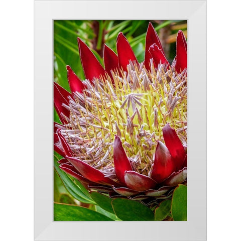 King Protea flower White Modern Wood Framed Art Print by Engelbrecht, Jim