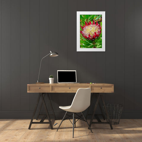 King Protea flower White Modern Wood Framed Art Print by Engelbrecht, Jim