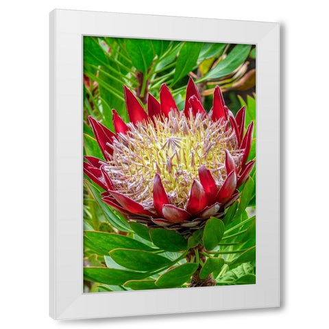 King Protea flower White Modern Wood Framed Art Print by Engelbrecht, Jim