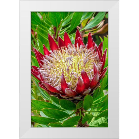 King Protea flower White Modern Wood Framed Art Print by Engelbrecht, Jim