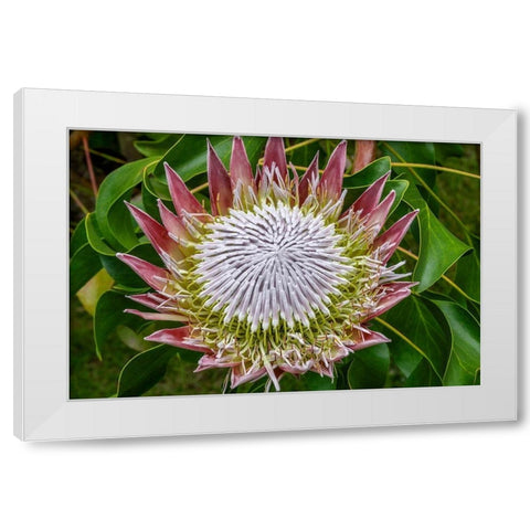 King Protea flower White Modern Wood Framed Art Print by Engelbrecht, Jim
