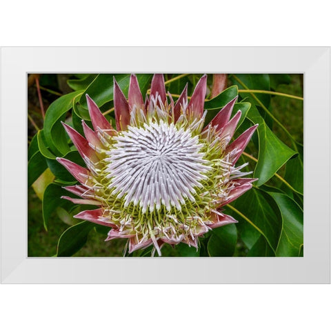 King Protea flower White Modern Wood Framed Art Print by Engelbrecht, Jim