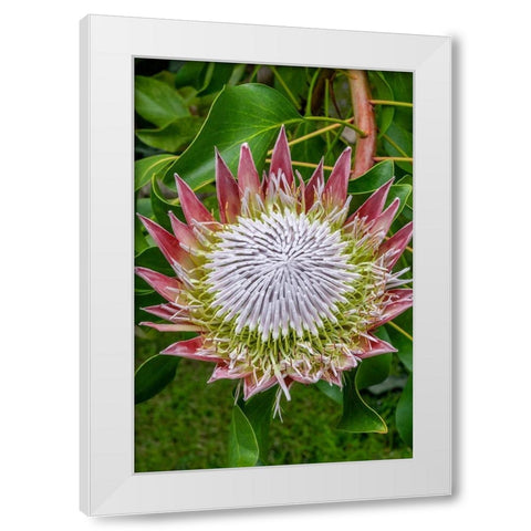 King Protea flower White Modern Wood Framed Art Print by Engelbrecht, Jim