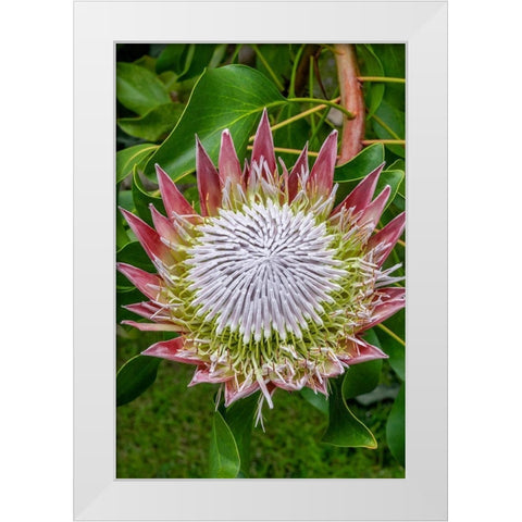 King Protea flower White Modern Wood Framed Art Print by Engelbrecht, Jim