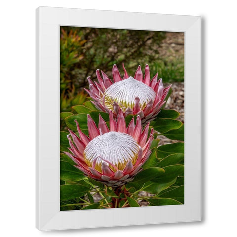 King Protea flower White Modern Wood Framed Art Print by Engelbrecht, Jim