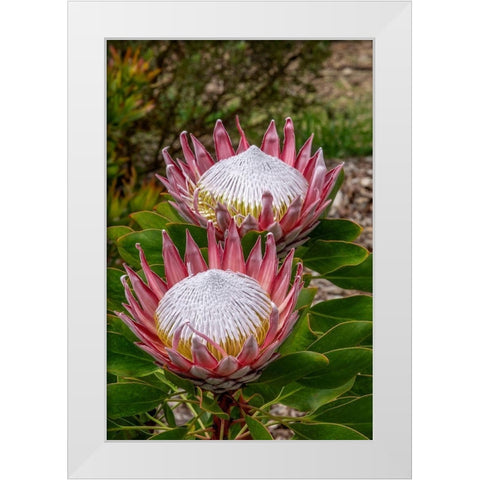 King Protea flower White Modern Wood Framed Art Print by Engelbrecht, Jim