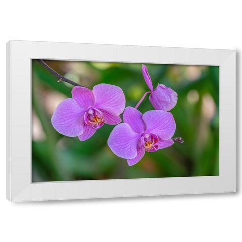 Moth Orchid White Modern Wood Framed Art Print by Engelbrecht, Jim