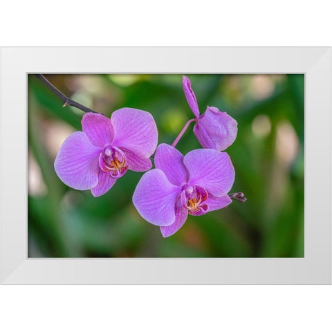 Moth Orchid White Modern Wood Framed Art Print by Engelbrecht, Jim