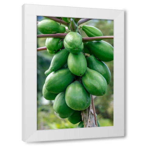 Papaya tree White Modern Wood Framed Art Print by Engelbrecht, Jim