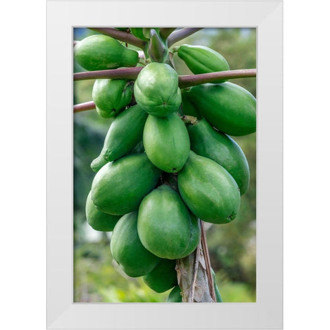 Papaya tree White Modern Wood Framed Art Print by Engelbrecht, Jim