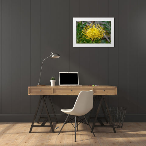 Pincushion flower White Modern Wood Framed Art Print by Engelbrecht, Jim