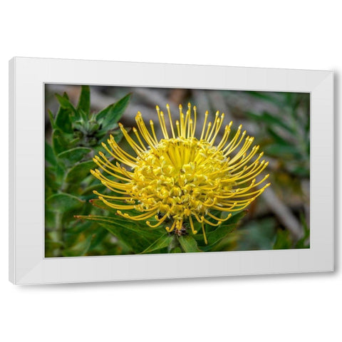 Pincushion flower White Modern Wood Framed Art Print by Engelbrecht, Jim