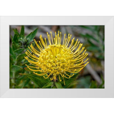 Pincushion flower White Modern Wood Framed Art Print by Engelbrecht, Jim
