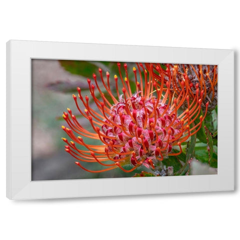 Pincushion flower White Modern Wood Framed Art Print by Engelbrecht, Jim