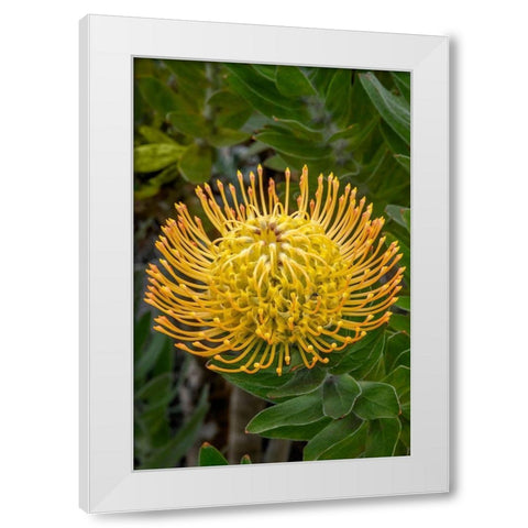 Pincushion flower White Modern Wood Framed Art Print by Engelbrecht, Jim