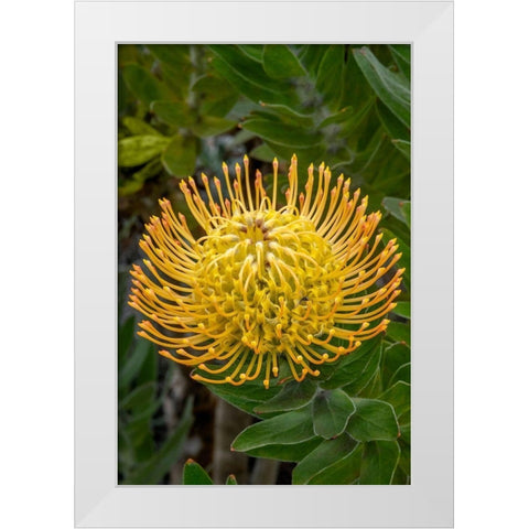Pincushion flower White Modern Wood Framed Art Print by Engelbrecht, Jim