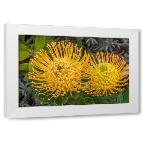 Pincushion flower White Modern Wood Framed Art Print by Engelbrecht, Jim