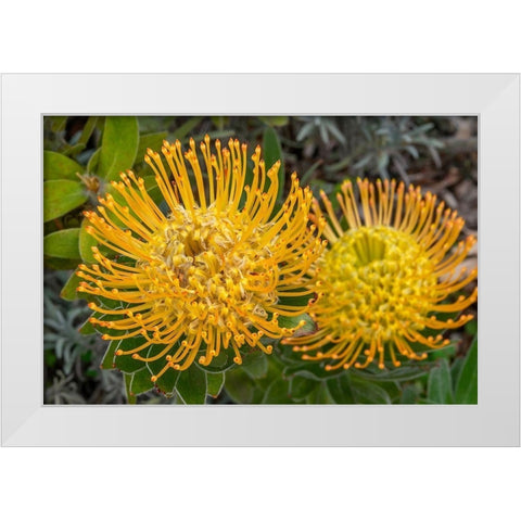 Pincushion flower White Modern Wood Framed Art Print by Engelbrecht, Jim