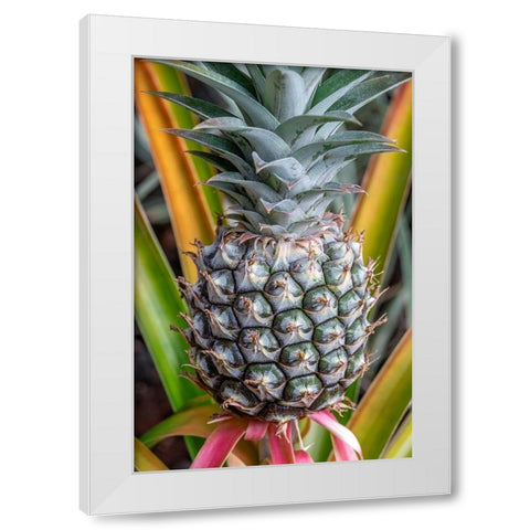 Pineapple plant White Modern Wood Framed Art Print by Engelbrecht, Jim