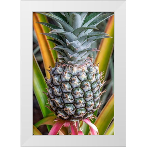Pineapple plant White Modern Wood Framed Art Print by Engelbrecht, Jim