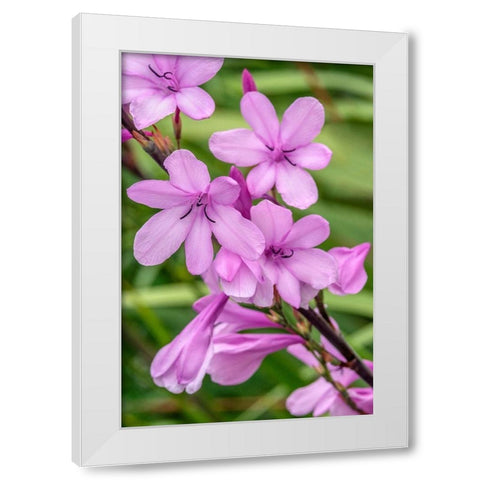Pink Gladiolus White Modern Wood Framed Art Print by Engelbrecht, Jim