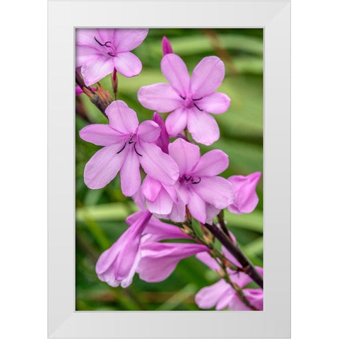 Pink Gladiolus White Modern Wood Framed Art Print by Engelbrecht, Jim