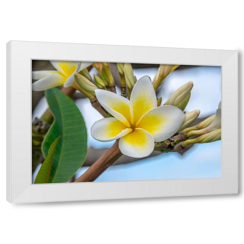 Plumeria White Modern Wood Framed Art Print by Engelbrecht, Jim