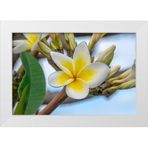Plumeria White Modern Wood Framed Art Print by Engelbrecht, Jim