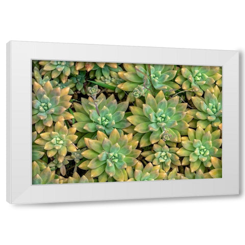 Powdery liveforever-succulent White Modern Wood Framed Art Print by Engelbrecht, Jim