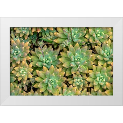Powdery liveforever-succulent White Modern Wood Framed Art Print by Engelbrecht, Jim