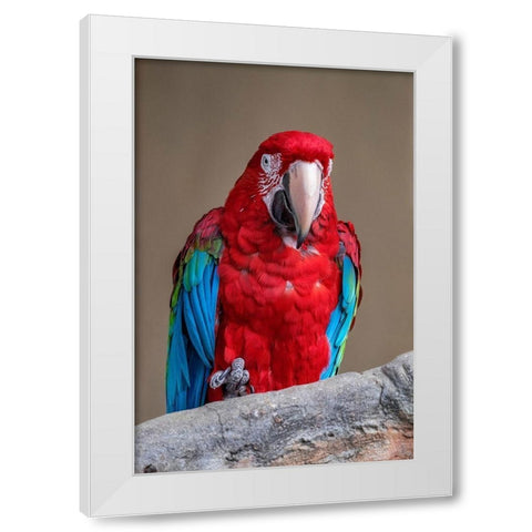 Scarlet Macaw White Modern Wood Framed Art Print by Engelbrecht, Jim