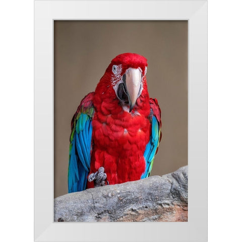 Scarlet Macaw White Modern Wood Framed Art Print by Engelbrecht, Jim