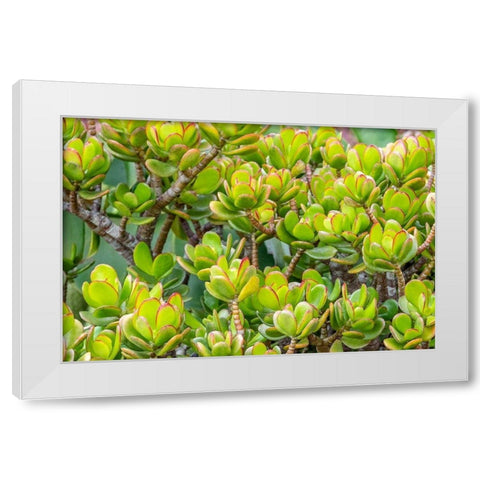 Stonecrop White Modern Wood Framed Art Print by Engelbrecht, Jim