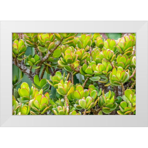 Stonecrop White Modern Wood Framed Art Print by Engelbrecht, Jim
