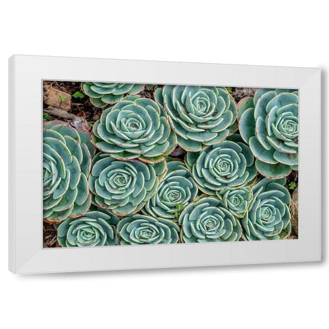 Stonecrop plant-Echeveria White Modern Wood Framed Art Print by Engelbrecht, Jim