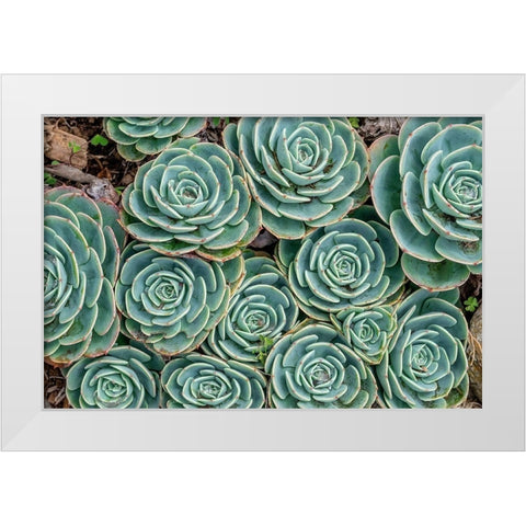 Stonecrop plant-Echeveria White Modern Wood Framed Art Print by Engelbrecht, Jim