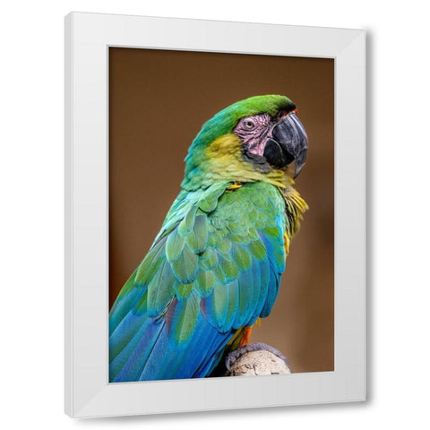 The Dominican green-and-yellow macaw White Modern Wood Framed Art Print by Engelbrecht, Jim