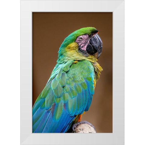 The Dominican green-and-yellow macaw White Modern Wood Framed Art Print by Engelbrecht, Jim