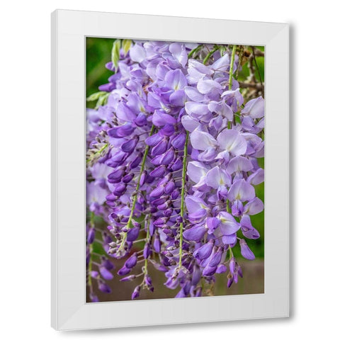 Wisteria White Modern Wood Framed Art Print by Engelbrecht, Jim