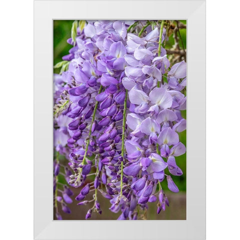 Wisteria White Modern Wood Framed Art Print by Engelbrecht, Jim