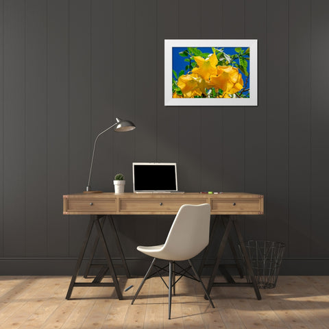 Yellow Angels Trumpet White Modern Wood Framed Art Print by Engelbrecht, Jim