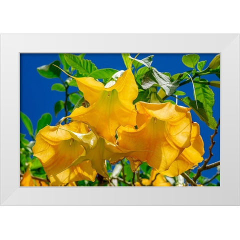 Yellow Angels Trumpet White Modern Wood Framed Art Print by Engelbrecht, Jim