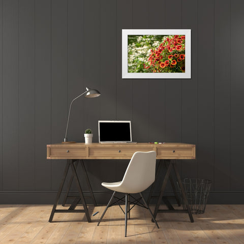 Hanging planters of Calibrachoa-or Million Bells or Trailing Petunia-They are herbaceous plants wit White Modern Wood Framed Art Print by Horton, Janet
