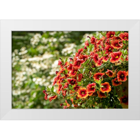 Hanging planters of Calibrachoa-or Million Bells or Trailing Petunia-They are herbaceous plants wit White Modern Wood Framed Art Print by Horton, Janet