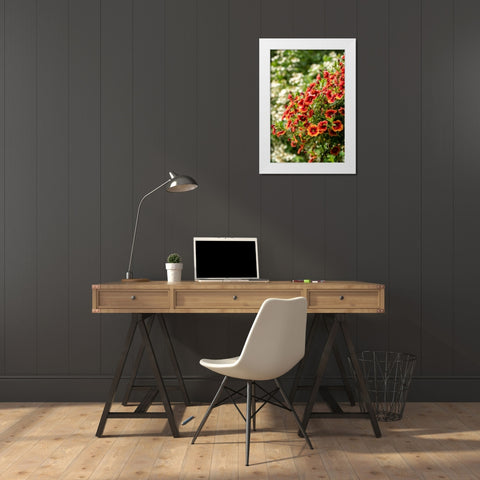 Hanging planters of Calibrachoa-or Million Bells or Trailing Petunia-They are herbaceous plants wit White Modern Wood Framed Art Print by Horton, Janet