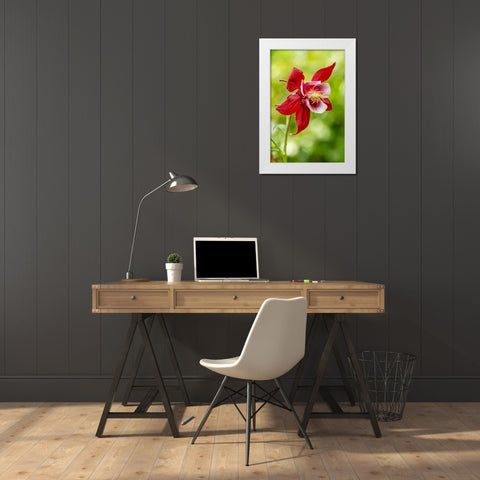 Rocky Mountain Columbine in bloom White Modern Wood Framed Art Print by Horton, Janet