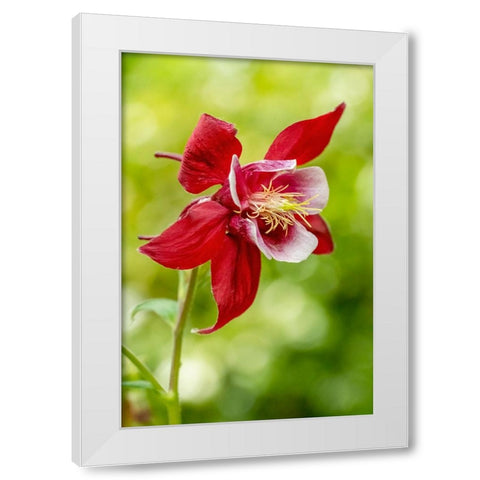 Rocky Mountain Columbine in bloom White Modern Wood Framed Art Print by Horton, Janet