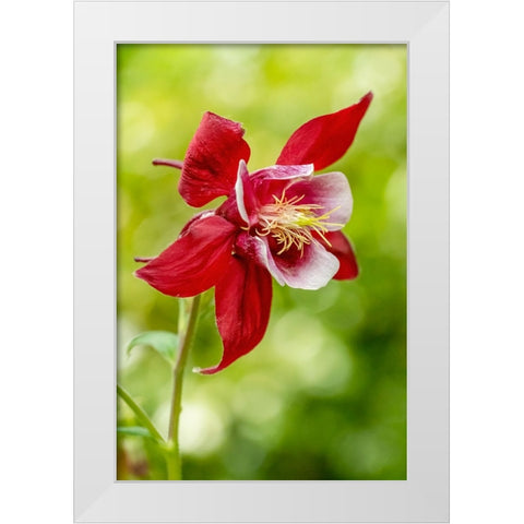 Rocky Mountain Columbine in bloom White Modern Wood Framed Art Print by Horton, Janet